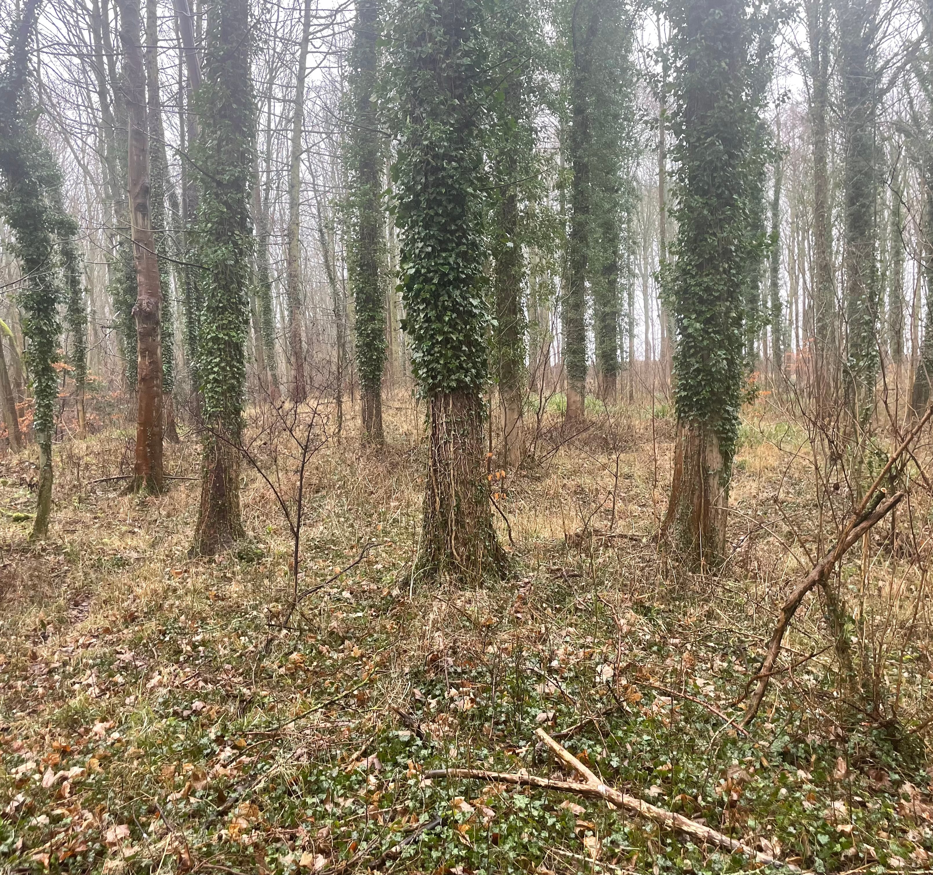 Fallow deer browse line on ivy within woodland interior