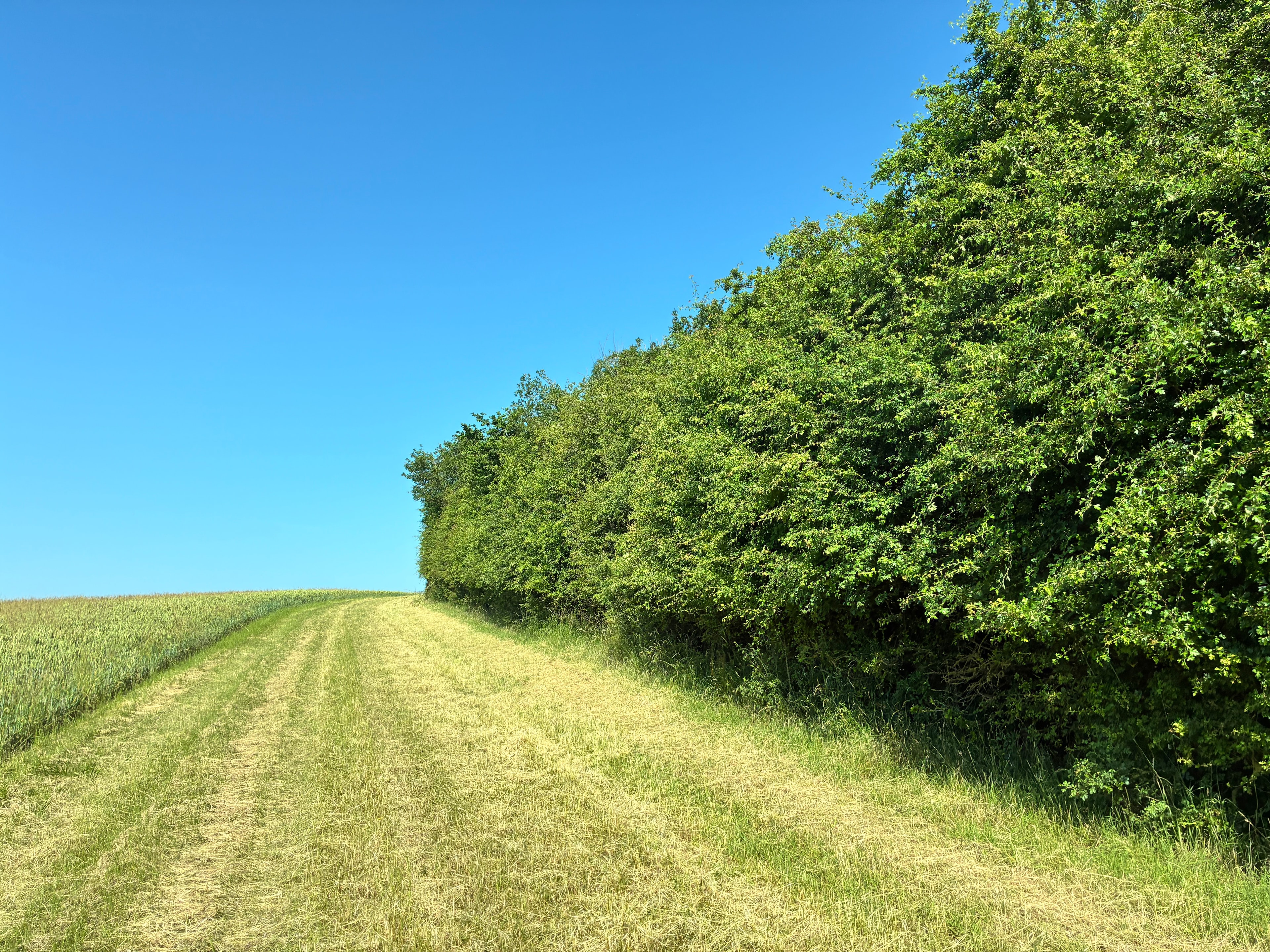 Browse line visible along the edge of a British woodland