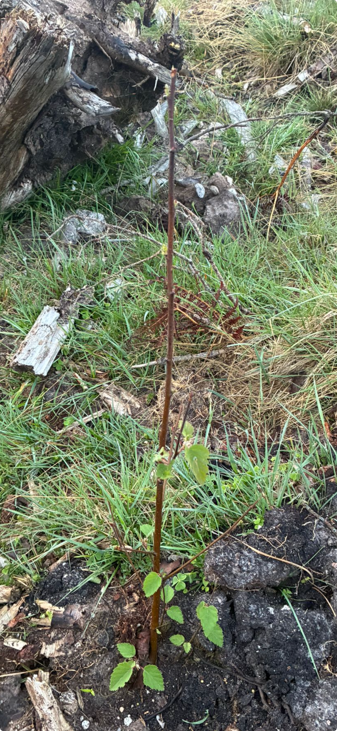 Leader damage to young hardwood trees in a British woodland