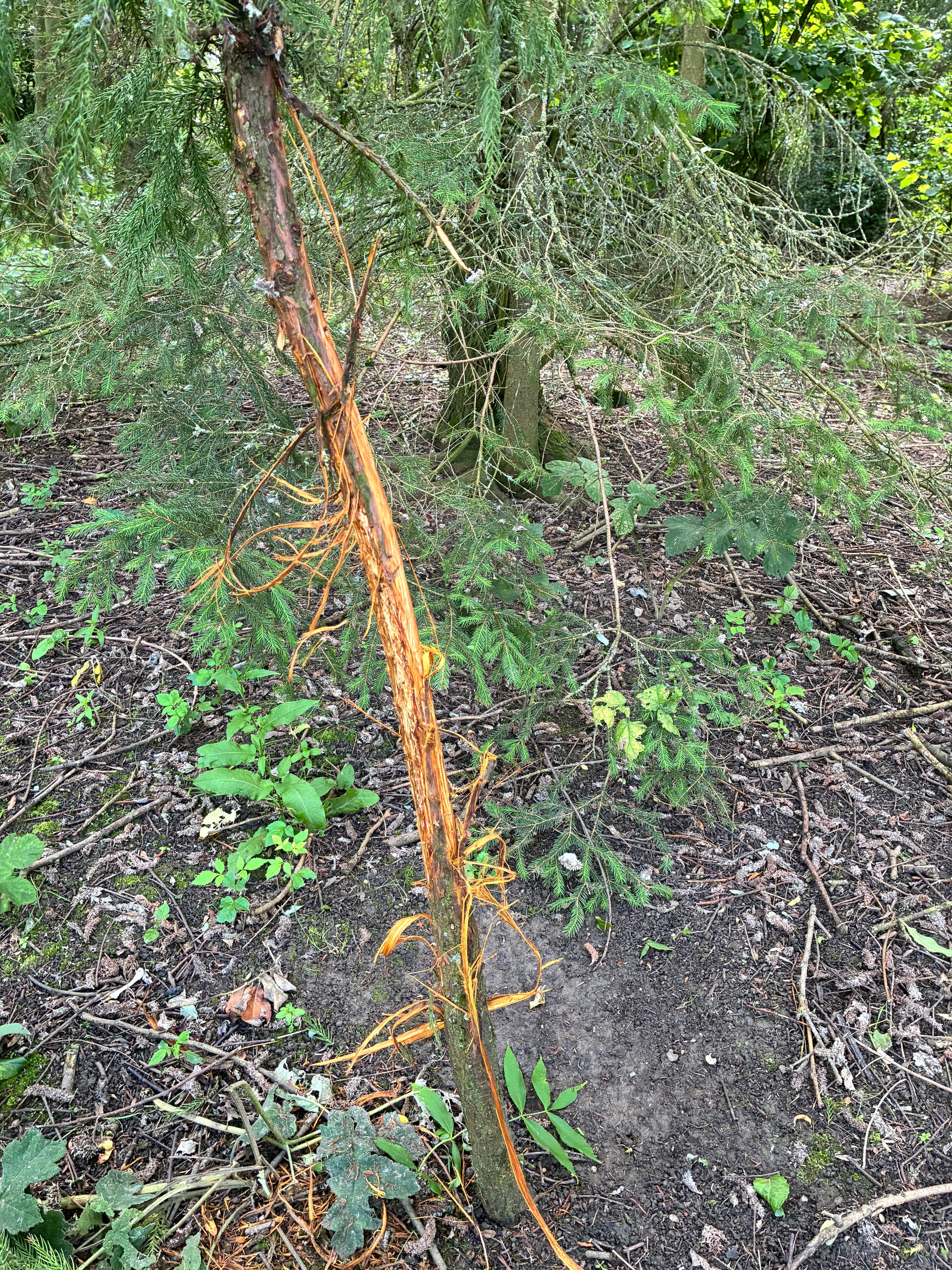 Roe buck fraying damage to the bark of a young woodland tree