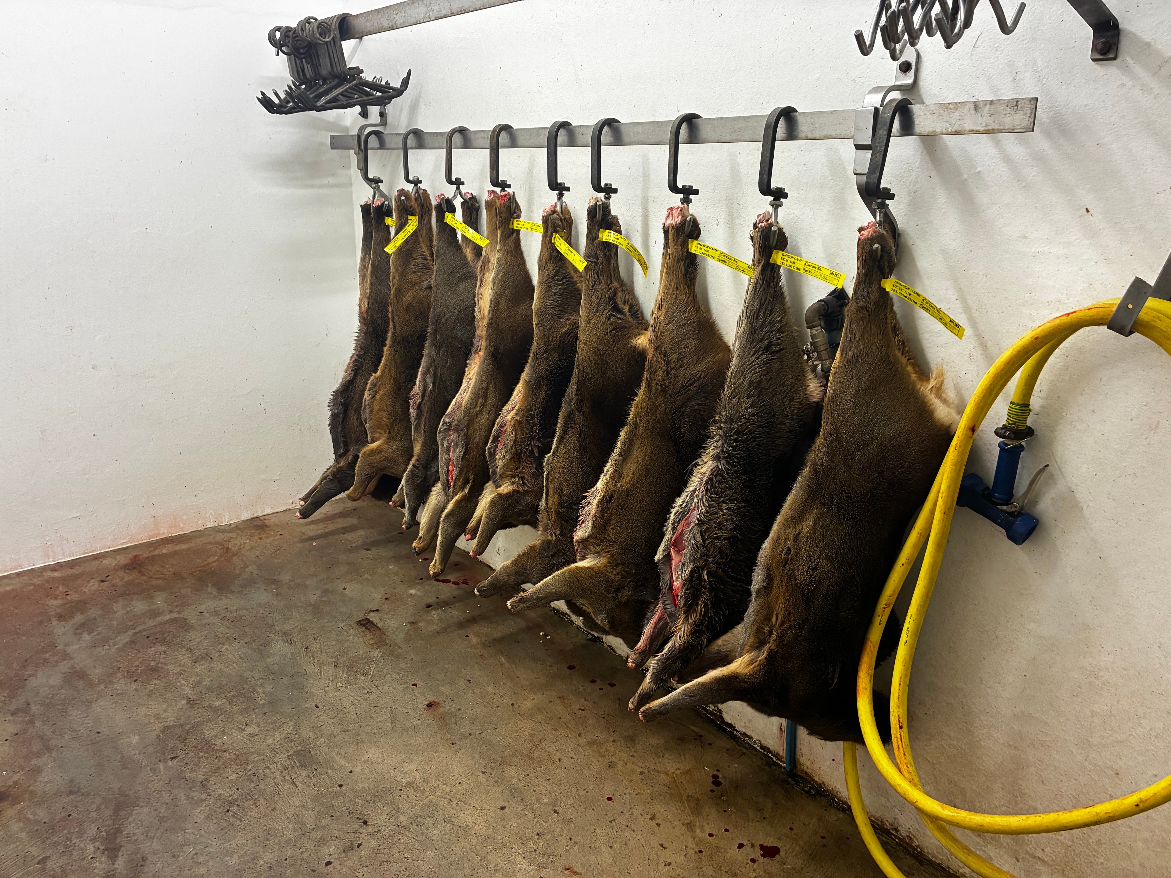 Processed deer carcasses prepared for the venison supply chain