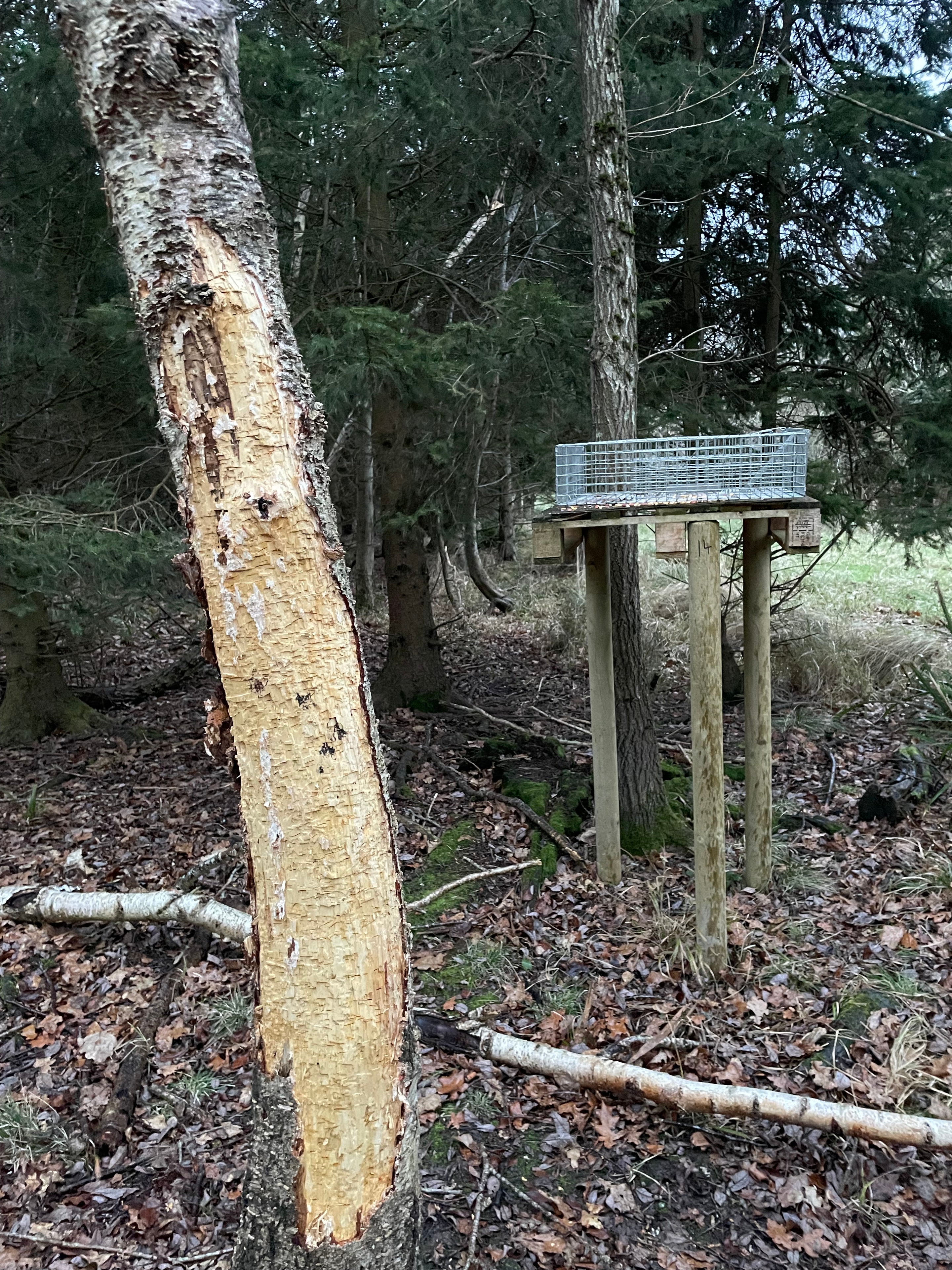 Grey squirrel bark stripping and a live trap used during woodland management