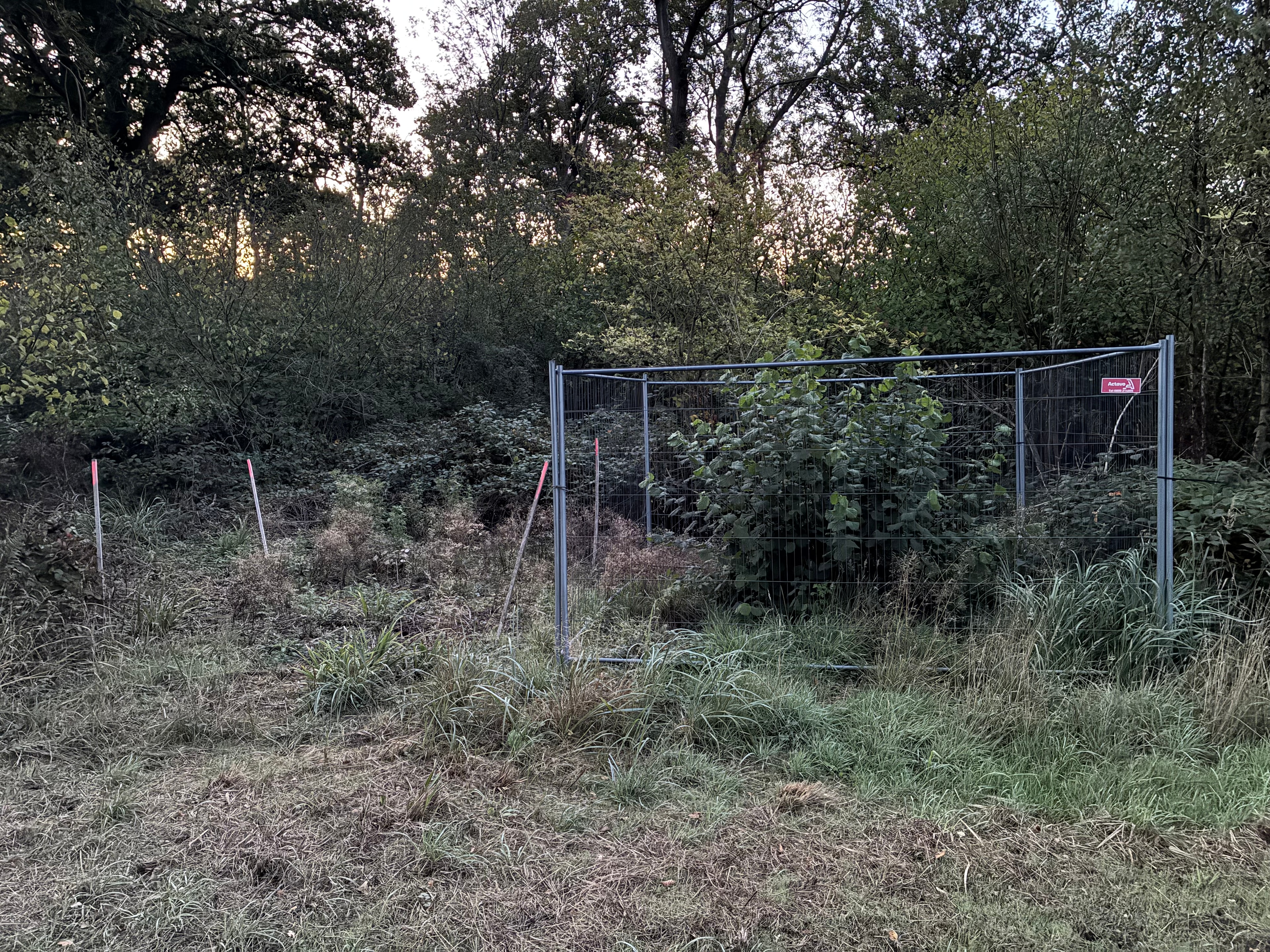 Exclusion plot showing dense vegetation regrowth inside the fenced enclosure compared with heavily browsed ground outside