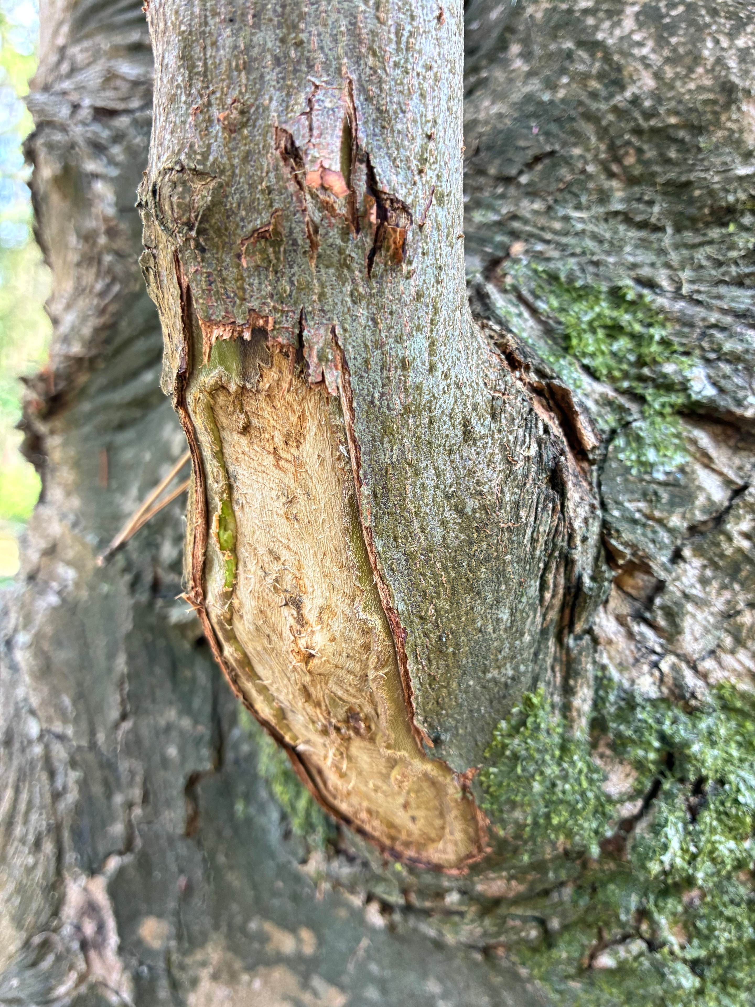 Woodland damage evidence recorded during an impact assessment