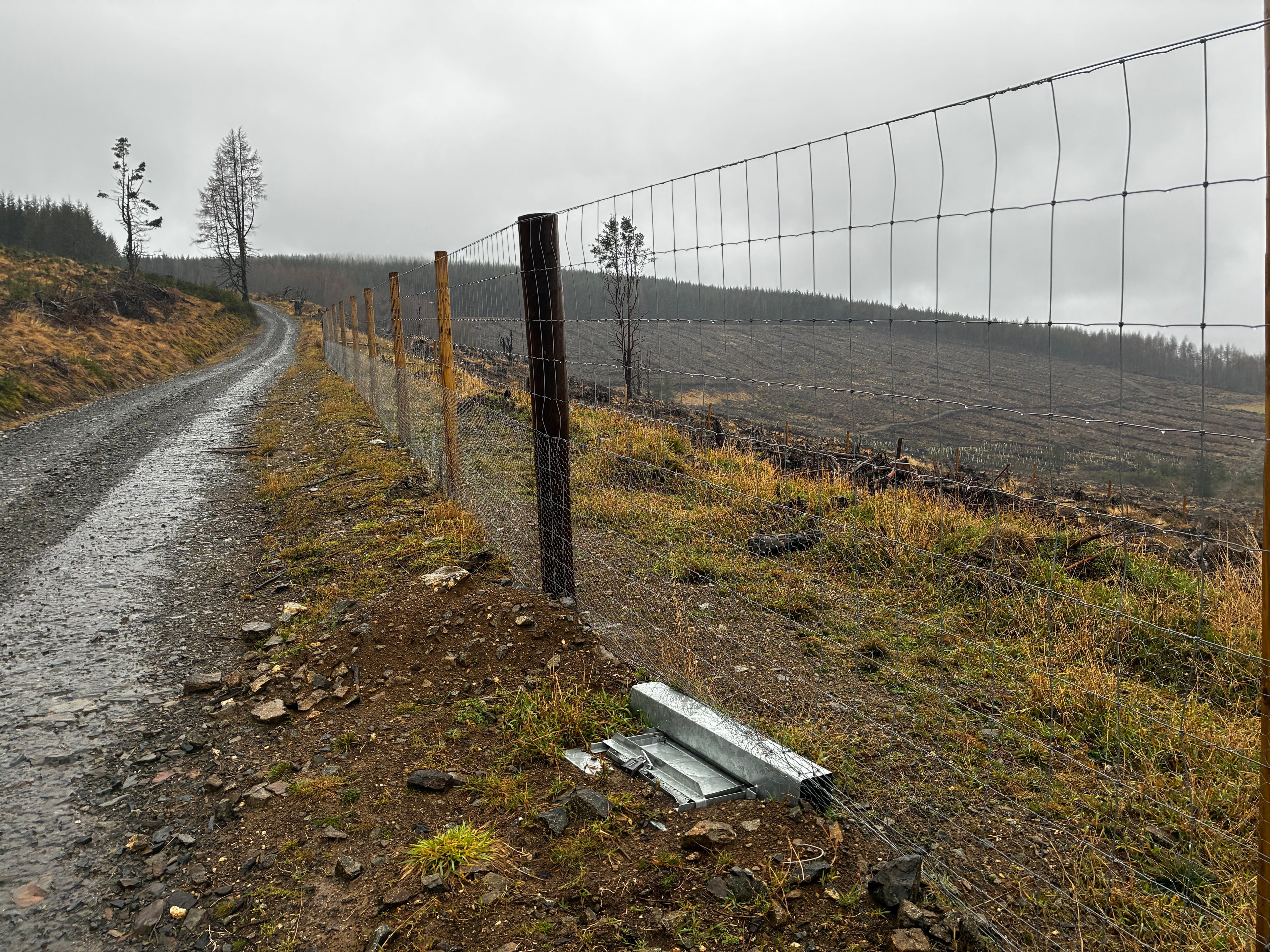 Rabbit drop box positioned at the base of a perimeter fence around new woodland planting