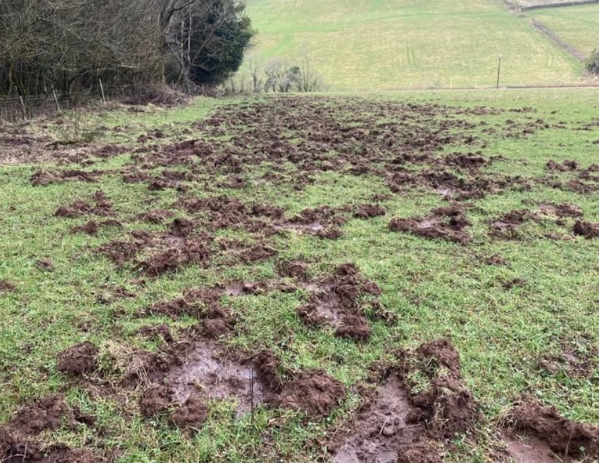 Pasture heavily rooted and churned by wild boar overnight, showing extensive ground disturbance