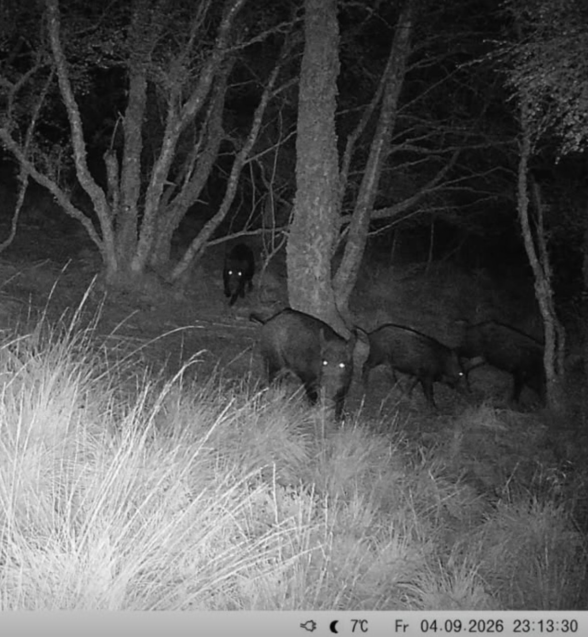 Trail camera image of wild boar moving through woodland at night